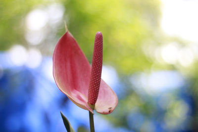 Close-up of pink flower bud growing outdoors