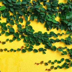 Close-up of ivy on yellow wall