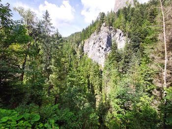 Scenic view of forest against sky