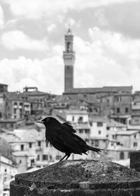 Bird perching on a building