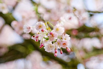 Close-up of cherry blossom