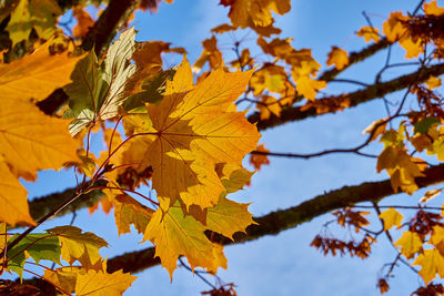 Low angle view of maple leaves against sky