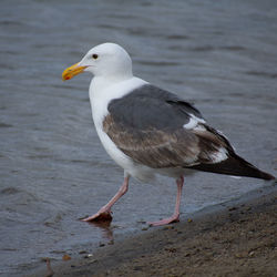 Seagull on beach