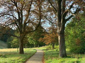 Trees in park during autumn