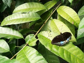 Close-up of butterfly on leaves