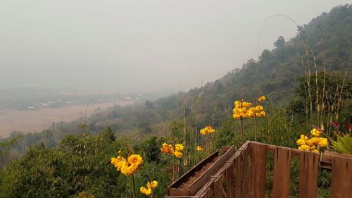 Scenic view of yellow flowering plants against sky