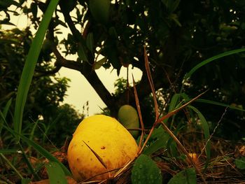 Close-up of fruits growing on tree