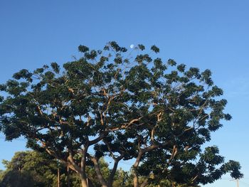 Low angle view of trees against blue sky