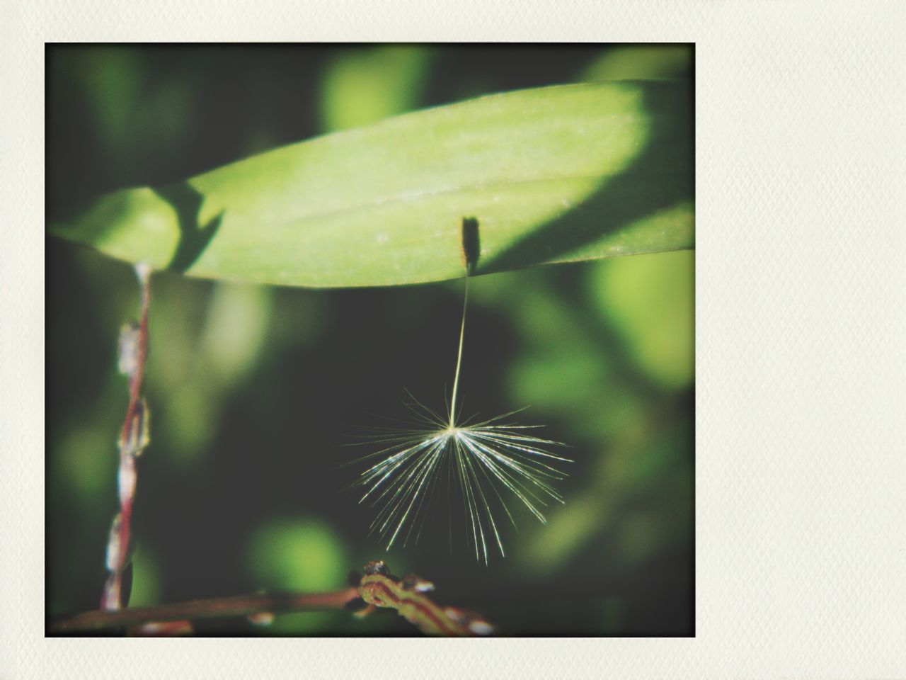 transfer print, growth, auto post production filter, close-up, leaf, nature, freshness, beauty in nature, focus on foreground, fragility, plant, green color, selective focus, outdoors, day, drop, no people, natural pattern, botany, stem