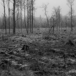 Trees in forest