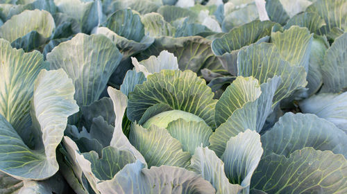 Cabbage field in the cabbage growing