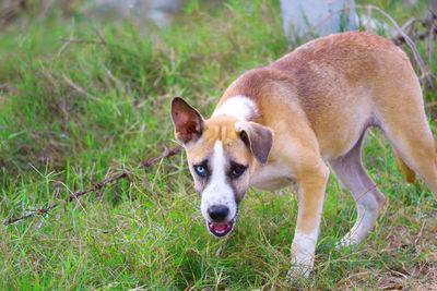 The two-eyed stray dog is caused by cross-breeding, or caused by abnormalities of genes in landfill