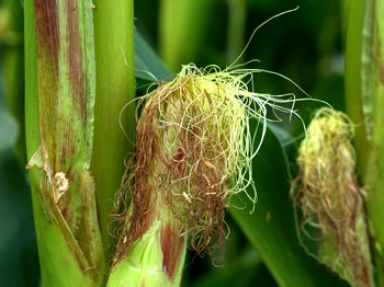 Close-up of fresh green plant