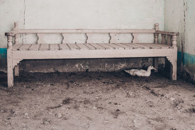 Close-up of abandoned horse