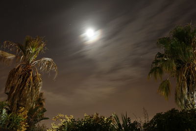 Low angle view of trees against sky at night