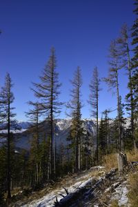 Trees in forest against sky during winter