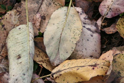 High angle view of autumn leaf