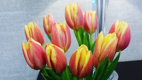 Close-up of tulips