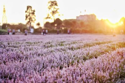 Purple flowering plants on field against sky during sunset