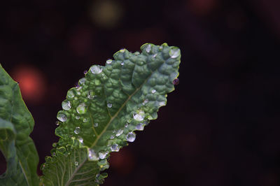 Close-up of wet plant leaves during rainy season