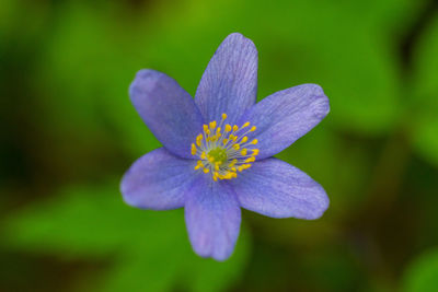 Close-up of purple flower