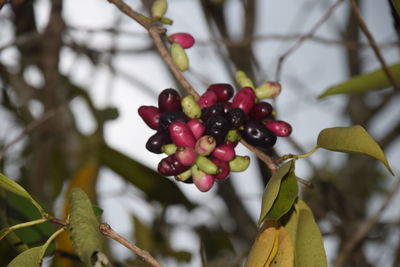 fruit