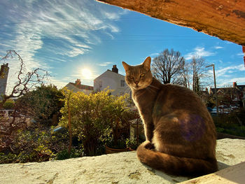 Cat sitting on a tree