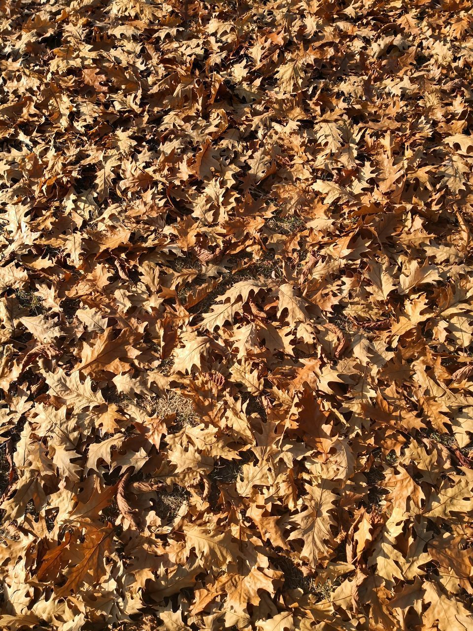 HIGH ANGLE VIEW OF DRY LEAVES ON GROUND