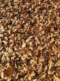 Full frame shot of dry leaves