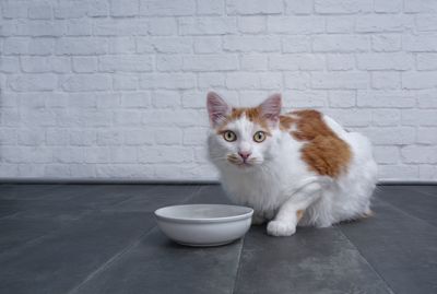 Portrait of cat sitting against wall