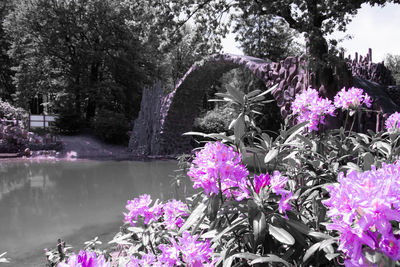 Pink flowering plants by water in park