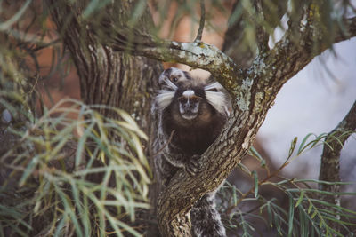 Close-up of an animal on tree trunk