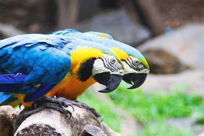 Close-up of gold and blue macaws perching on wood