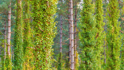 Pine trees in forest