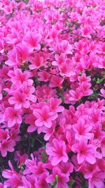 Close-up of pink flowering plants