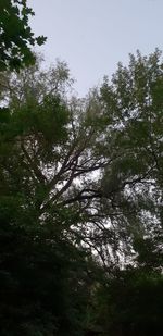 Low angle view of trees in forest against sky