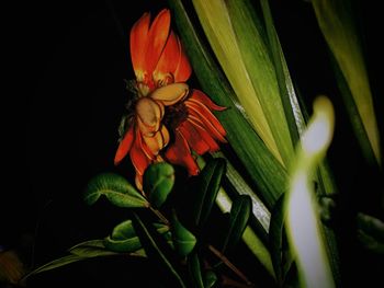 Close-up of flowering plant against black background