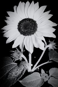 Close-up of flower blooming outdoors