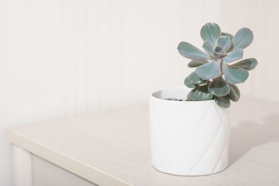 Echeveria pink frills in a white pot. copy space. scandinavian home deroc, easy care plants 