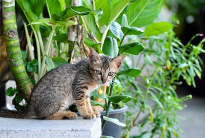 Portrait of a cat