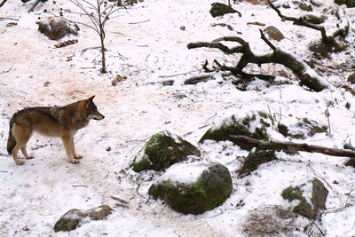 View of a wolf on snow covered field