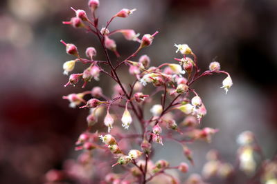 Close-up of pink cherry blossom