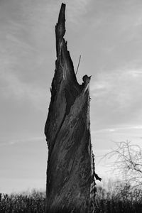 Close-up of lizard on tree trunk