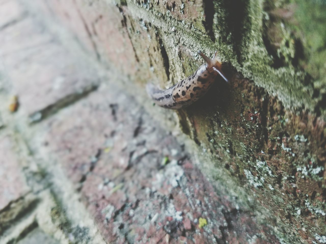 selective focus, moss, rock - object, close-up, textured, rough, nature, focus on foreground, outdoors, one animal, high angle view, day, green color, rock, no people, plant, surface level, growth, wall - building feature, sunlight