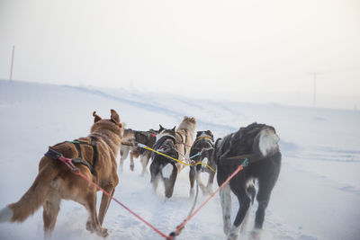 A beautiful husky dog team pulling a sled in beautiful norway morning scenery. 