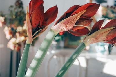 Close-up of flowers against wall at home