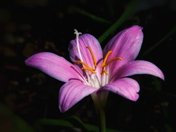 Close-up of purple lily