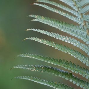 Close-up of fern leaves