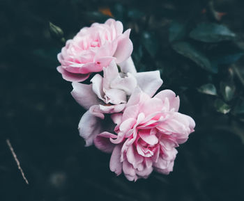 Close-up of pink flowers blooming outdoors