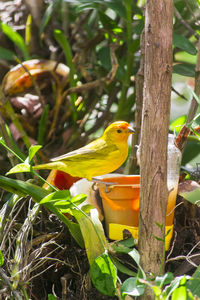 Close-up of bird perching on tree trunk